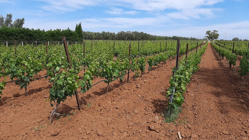 Azienda Agricola Moccari